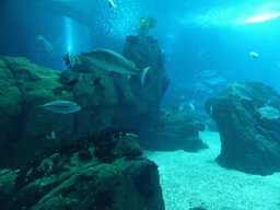 Fish at the main aquarium at the Lisbon Oceanarium