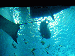 Stingray, Ocean sunfish and other fish at the main aquarium at the Lisbon Oceanarium
