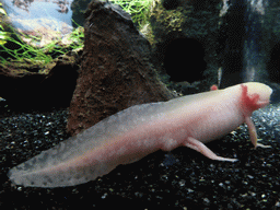 White salamander at the Amphibians exhibit at the Lisbon Oceanarium