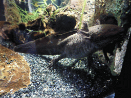 Black salamander at the Amphibians exhibit at the Lisbon Oceanarium
