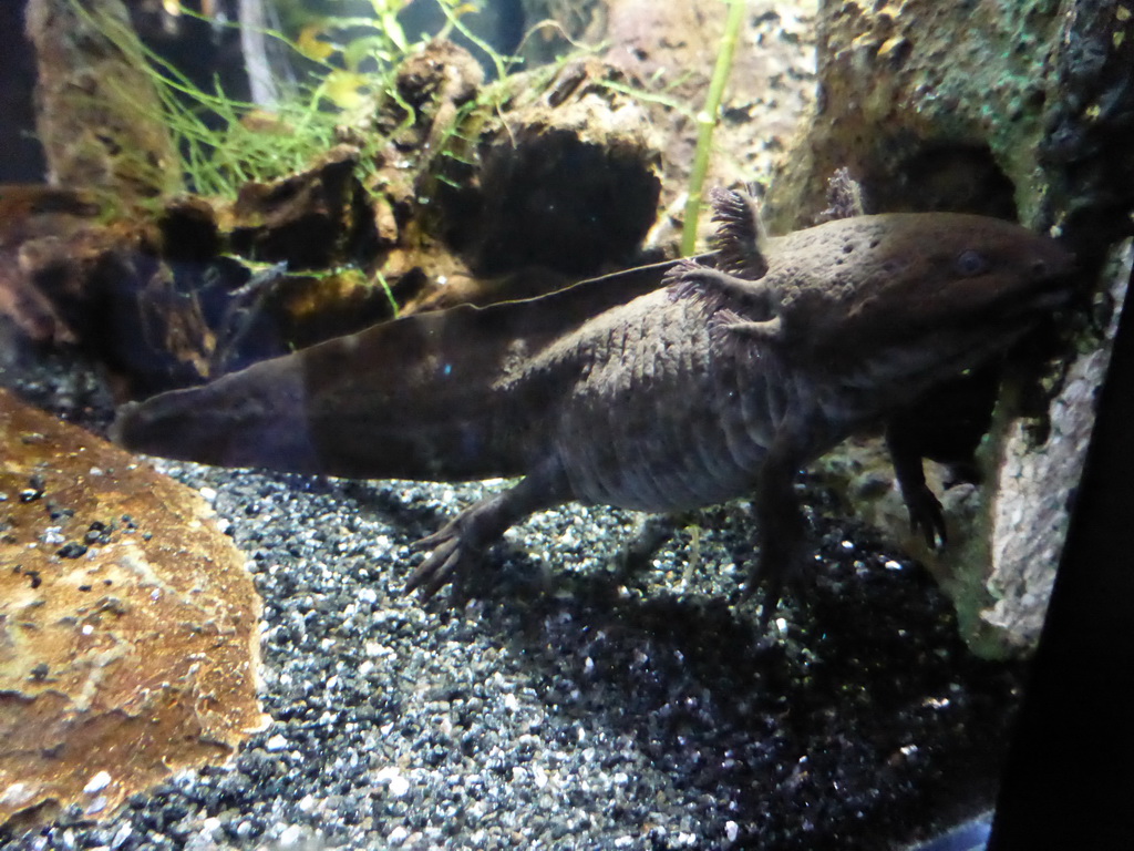 Black salamander at the Amphibians exhibit at the Lisbon Oceanarium