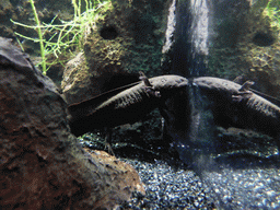 Black salamander at the Amphibians exhibit at the Lisbon Oceanarium