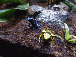 Frogs at the Amphibians exhibit at the Lisbon Oceanarium