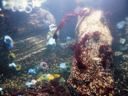 Coral at the underwater level of the Antarctic habitat at the Lisbon Oceanarium