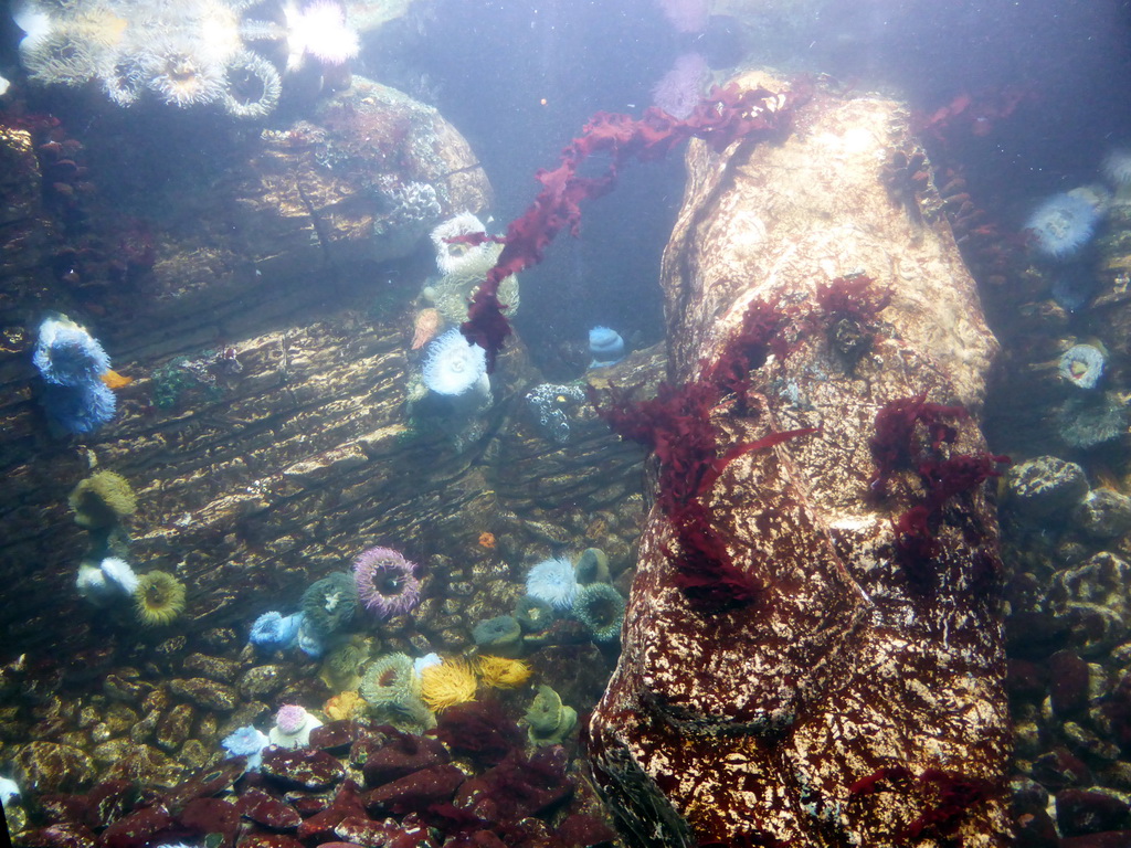 Coral at the underwater level of the Antarctic habitat at the Lisbon Oceanarium