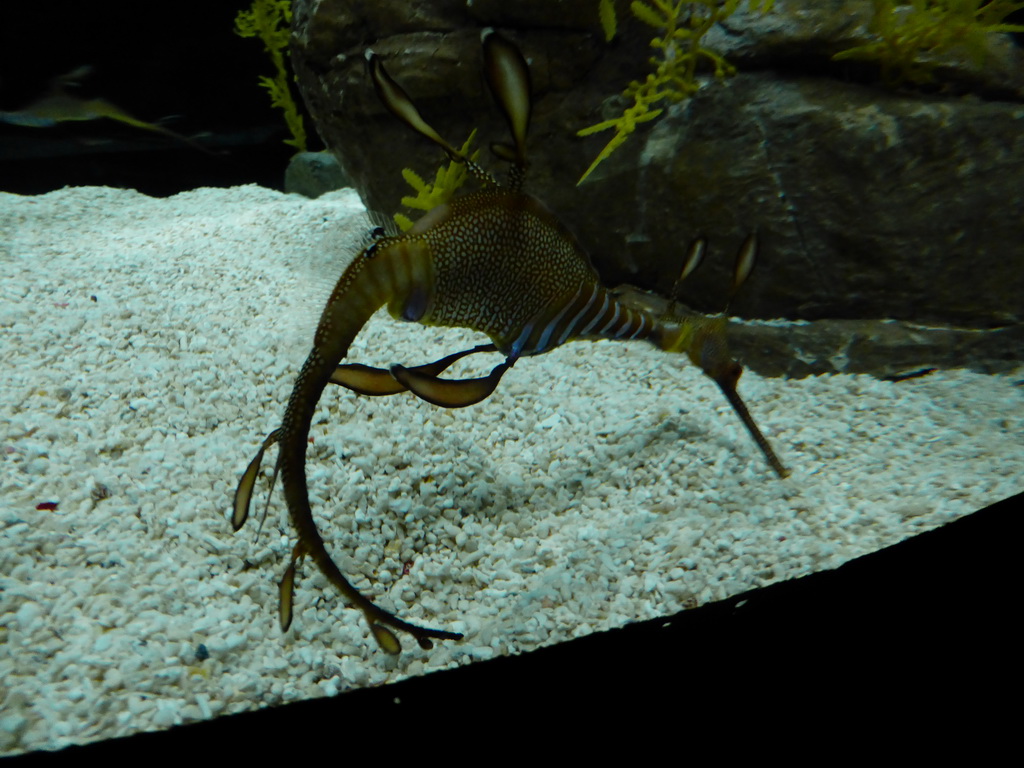 Common seadragon at the underwater level of the Antarctic habitat at the Lisbon Oceanarium