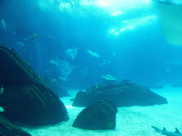 Ocean sunfish, shark and other fish at the main aquarium at the Lisbon Oceanarium