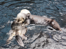 Two Alaskan sea-otters at the surface level of the Temperate Pacific habitat at the Lisbon Oceanarium