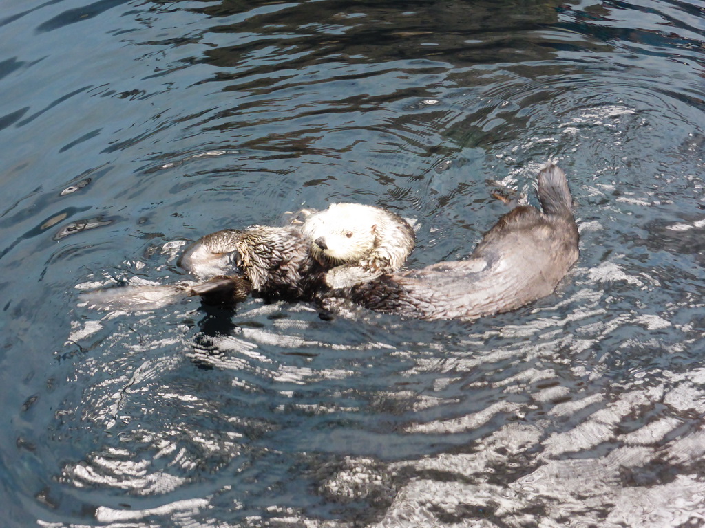 Two Alaskan sea-otters at the surface level of the Temperate Pacific habitat at the Lisbon Oceanarium