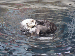 Two Alaskan sea-otters at the surface level of the Temperate Pacific habitat at the Lisbon Oceanarium