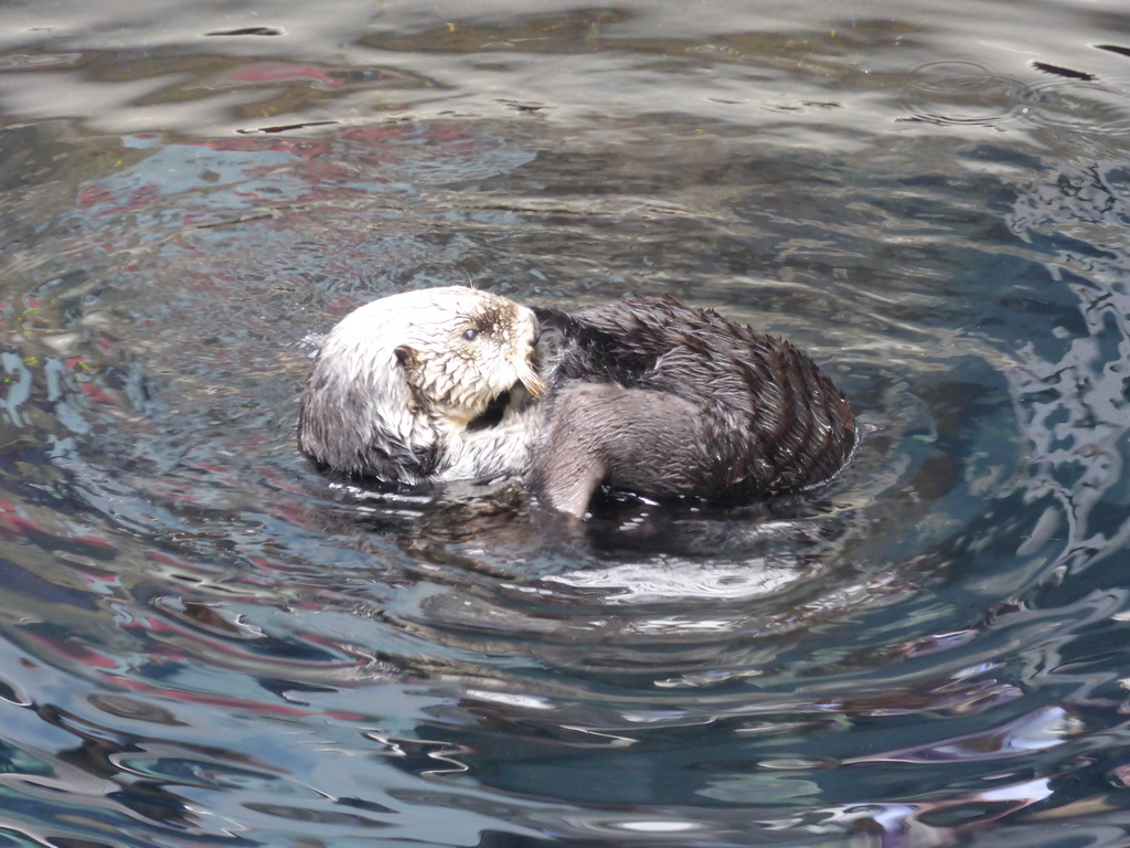 Two Alaskan sea-otters at the surface level of the Temperate Pacific habitat at the Lisbon Oceanarium