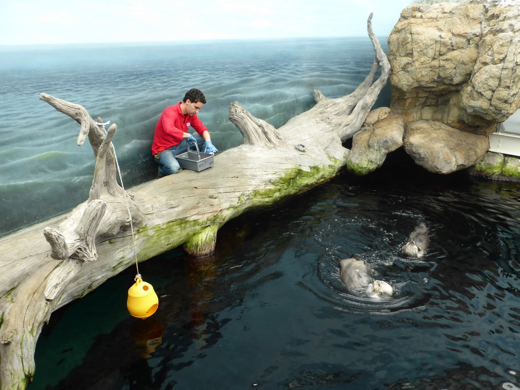 Two Alaskan sea-otters receiving food during feeding time at the surface level of the Temperate Pacific habitat at the Lisbon Oceanarium