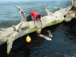 Two Alaskan sea-otters receiving food during feeding time at the surface level of the Temperate Pacific habitat at the Lisbon Oceanarium