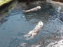 Two Alaskan sea-otters eating fish during feeding time at the surface level of the Temperate Pacific habitat at the Lisbon Oceanarium