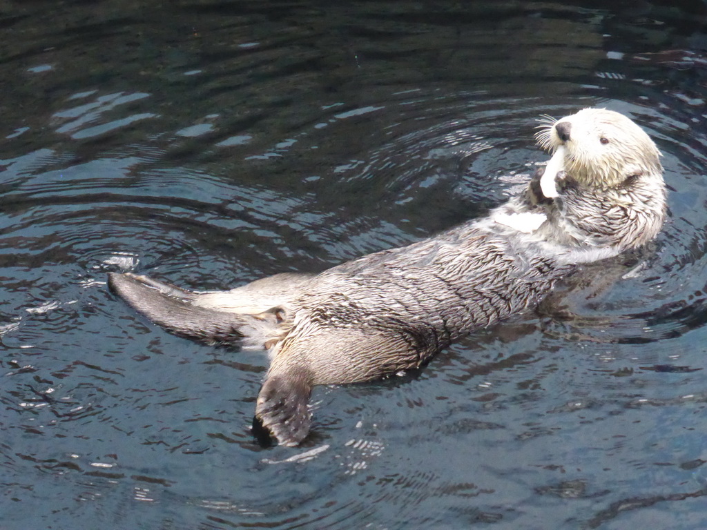 Alaskan sea-otter eating fish during feeding time at the surface level of the Temperate Pacific habitat at the Lisbon Oceanarium