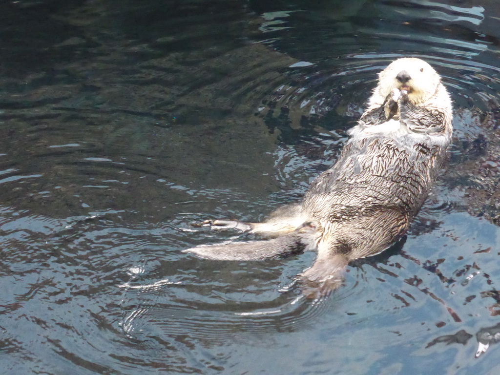 Alaskan sea-otter eating fish during feeding time at the surface level of the Temperate Pacific habitat at the Lisbon Oceanarium