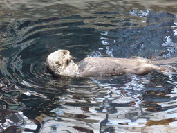 Alaskan sea-otter eating fish during feeding time at the surface level of the Temperate Pacific habitat at the Lisbon Oceanarium