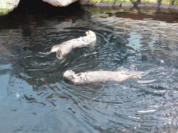 Two Alaskan sea-otters eating fish during feeding time at the surface level of the Temperate Pacific habitat at the Lisbon Oceanarium