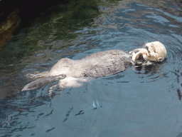 Alaskan sea-otter eating fish during feeding time at the surface level of the Temperate Pacific habitat at the Lisbon Oceanarium