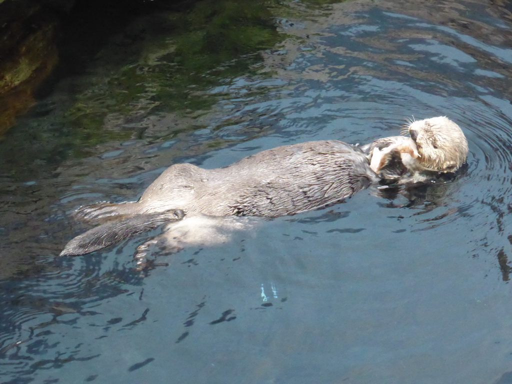 Alaskan sea-otter eating fish during feeding time at the surface level of the Temperate Pacific habitat at the Lisbon Oceanarium