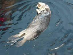 Alaskan sea-otter eating fish during feeding time at the surface level of the Temperate Pacific habitat at the Lisbon Oceanarium