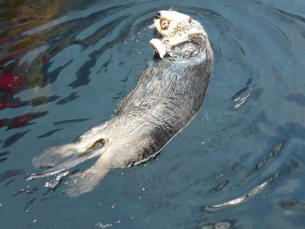 Alaskan sea-otter eating fish during feeding time at the surface level of the Temperate Pacific habitat at the Lisbon Oceanarium