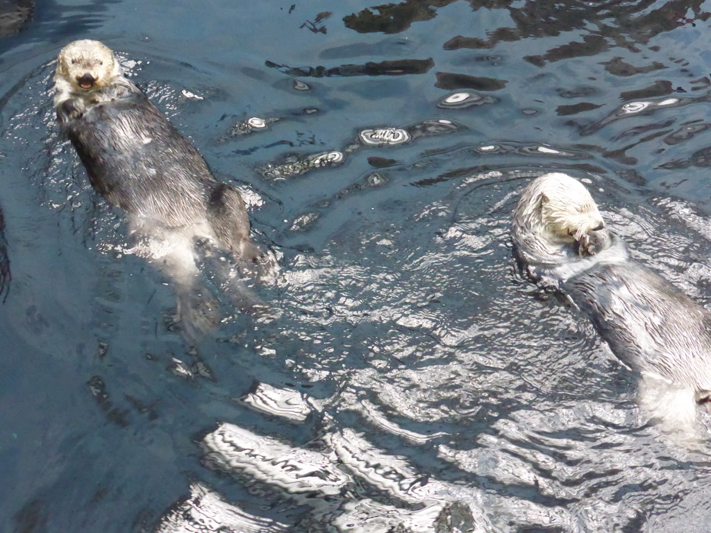 Two Alaskan sea-otters eating fish during feeding time at the surface level of the Temperate Pacific habitat at the Lisbon Oceanarium
