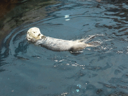 Alaskan sea-otter eating fish during feeding time at the surface level of the Temperate Pacific habitat at the Lisbon Oceanarium