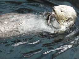 Alaskan sea-otter eating fish during feeding time at the surface level of the Temperate Pacific habitat at the Lisbon Oceanarium