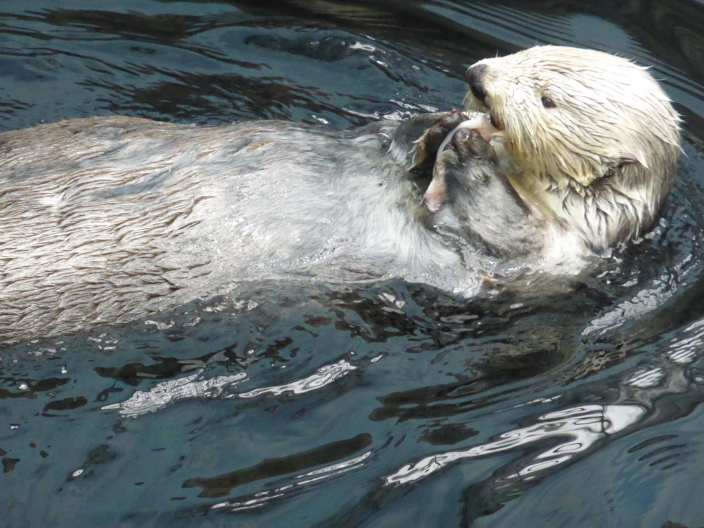 Alaskan sea-otter eating fish during feeding time at the surface level of the Temperate Pacific habitat at the Lisbon Oceanarium