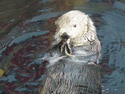 Alaskan sea-otter eating fish during feeding time at the surface level of the Temperate Pacific habitat at the Lisbon Oceanarium