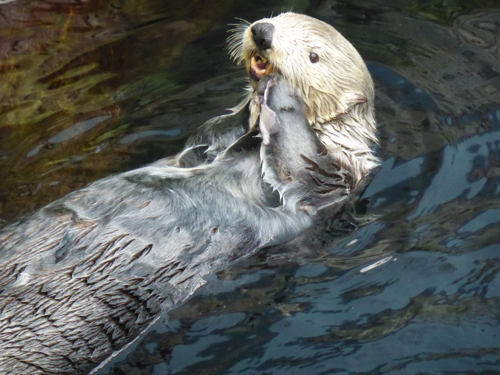 Alaskan sea-otter eating fish during feeding time at the surface level of the Temperate Pacific habitat at the Lisbon Oceanarium