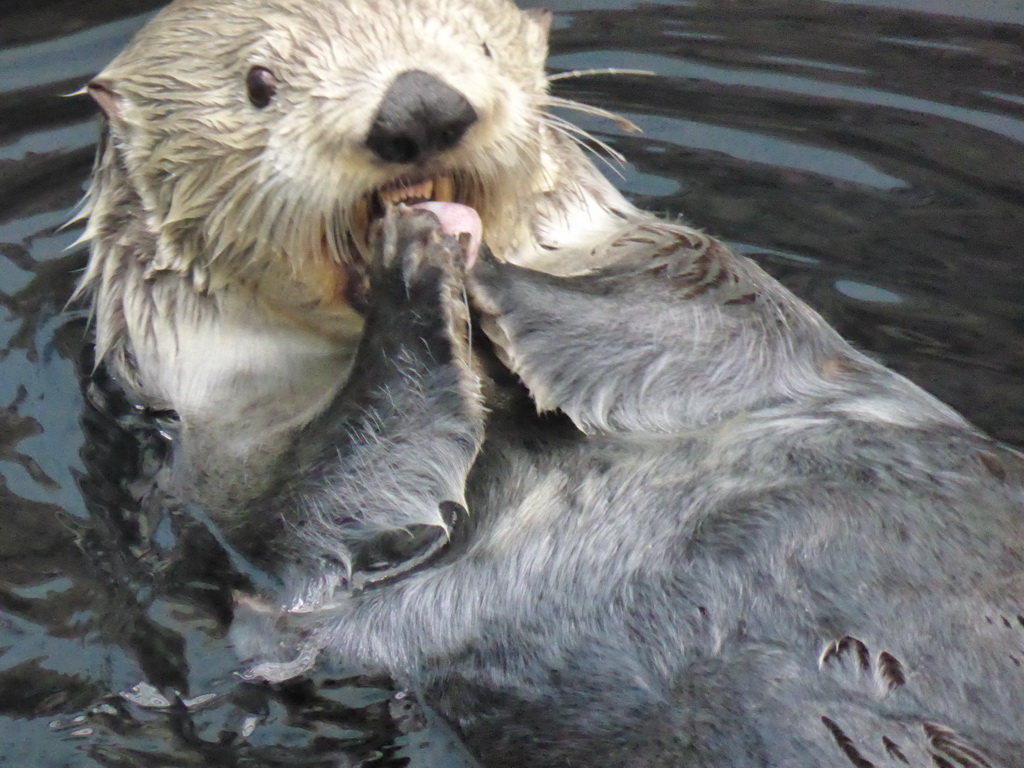 Alaskan sea-otter eating fish during feeding time at the surface level of the Temperate Pacific habitat at the Lisbon Oceanarium