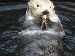 Alaskan sea-otter eating fish during feeding time at the surface level of the Temperate Pacific habitat at the Lisbon Oceanarium