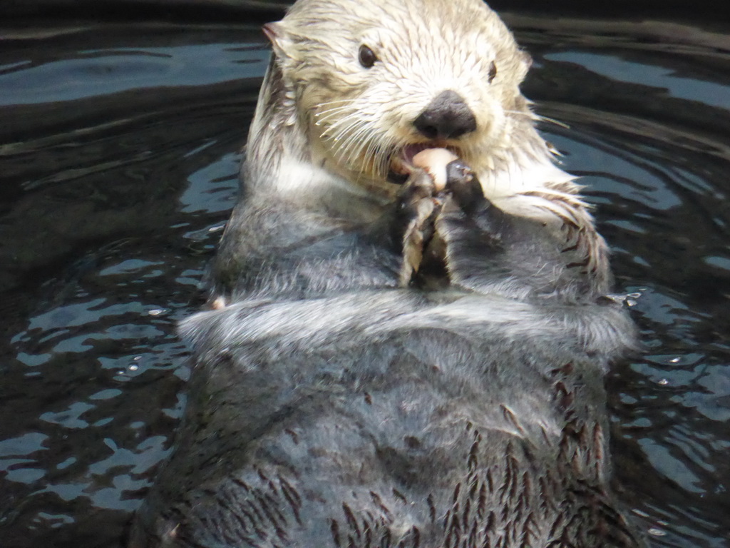 Alaskan sea-otter eating fish during feeding time at the surface level of the Temperate Pacific habitat at the Lisbon Oceanarium