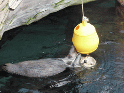 Alaskan sea-otter getting ice from a basket during feeding time at the surface level of the Temperate Pacific habitat at the Lisbon Oceanarium