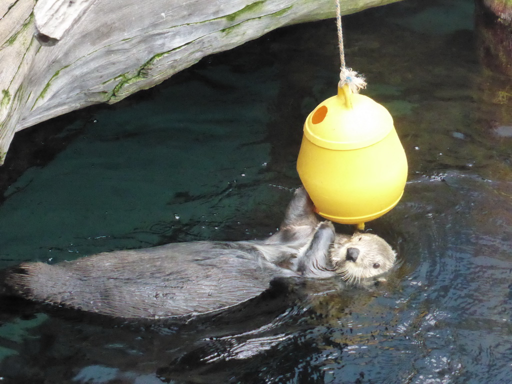 Alaskan sea-otter getting ice from a basket during feeding time at the surface level of the Temperate Pacific habitat at the Lisbon Oceanarium