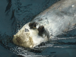 Alaskan sea-otter eating ice during feeding time at the surface level of the Temperate Pacific habitat at the Lisbon Oceanarium