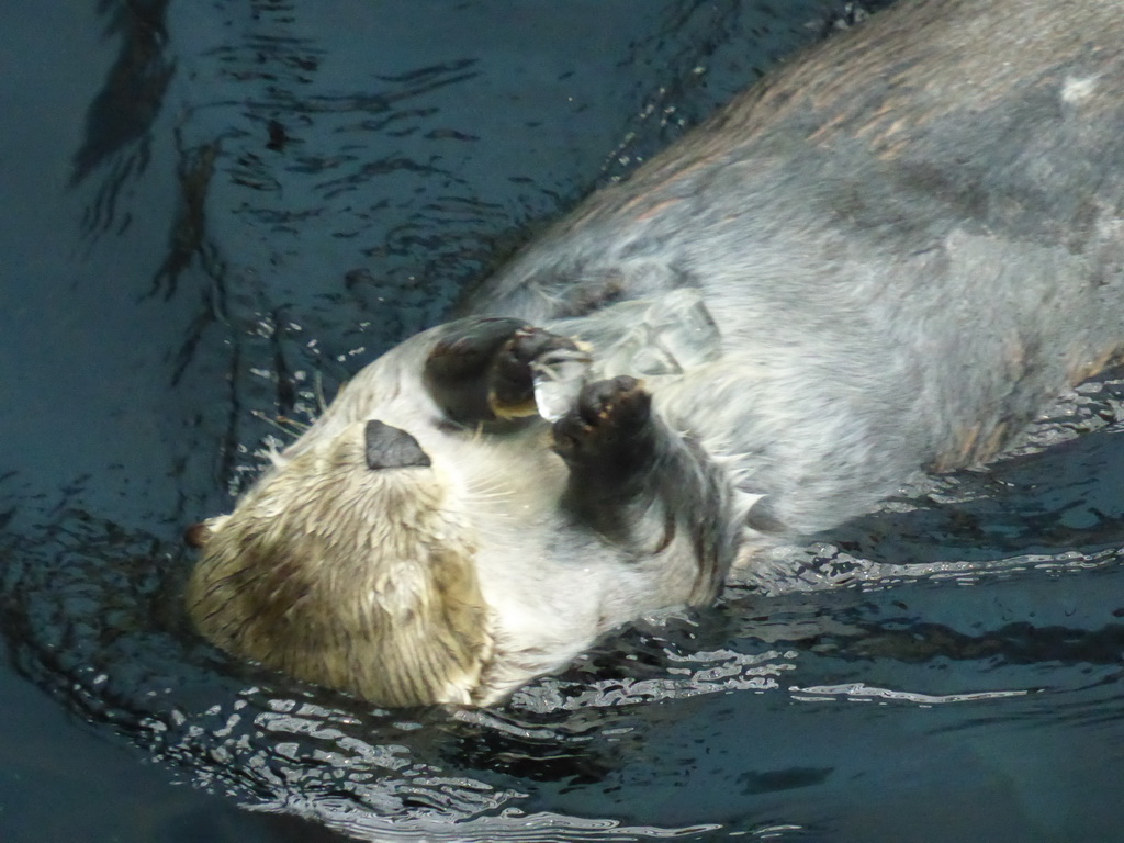 Alaskan sea-otter eating ice during feeding time at the surface level of the Temperate Pacific habitat at the Lisbon Oceanarium