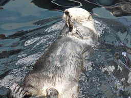Alaskan sea-otter eating ice during feeding time at the surface level of the Temperate Pacific habitat at the Lisbon Oceanarium