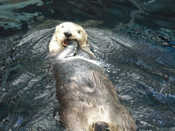 Alaskan sea-otter eating ice during feeding time at the surface level of the Temperate Pacific habitat at the Lisbon Oceanarium