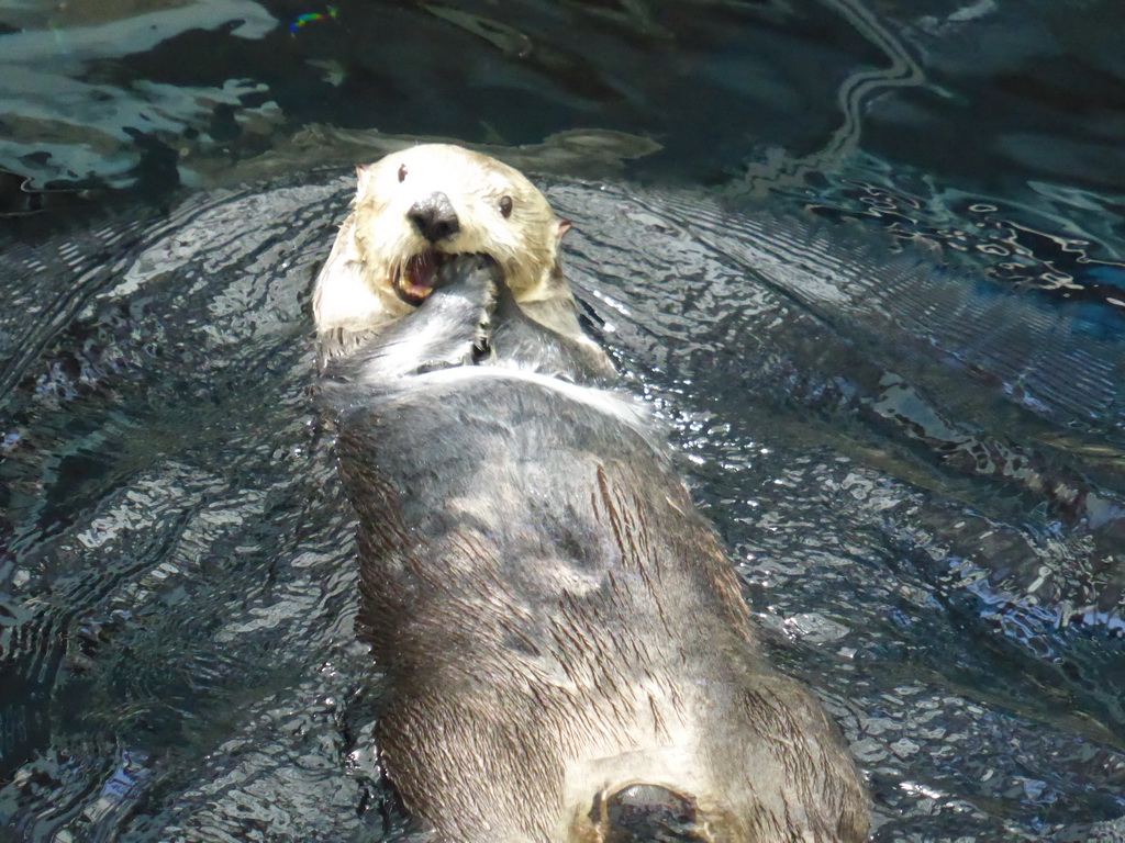 Alaskan sea-otter eating ice during feeding time at the surface level of the Temperate Pacific habitat at the Lisbon Oceanarium