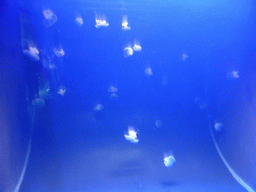 Jellyfish at the underwater level of the Temperate Pacific habitat at the Lisbon Oceanarium