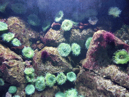 Coral at the underwater level of the Temperate Pacific habitat at the Lisbon Oceanarium