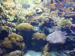 Coral and fish at the underwater level of the Tropical Indian habitat at the Lisbon Oceanarium