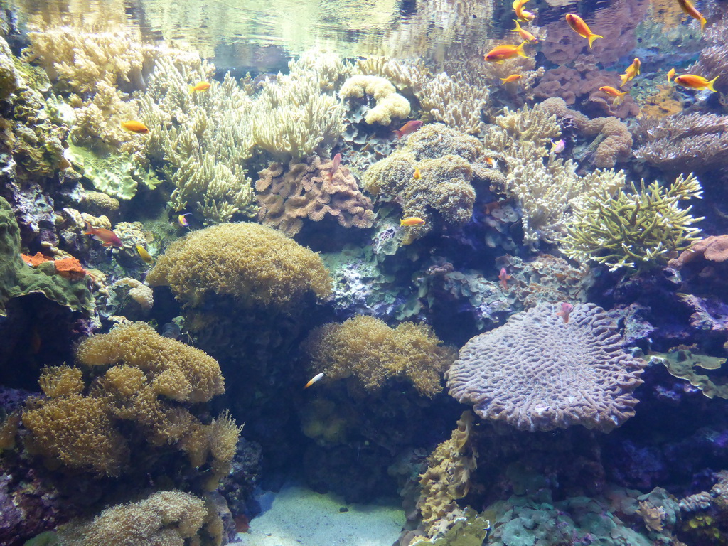 Coral and fish at the underwater level of the Tropical Indian habitat at the Lisbon Oceanarium