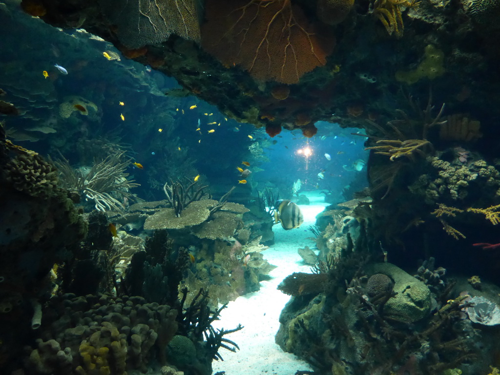 Coral and fish at the underwater level of the Tropical Indian habitat at the Lisbon Oceanarium