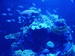 Coral and fish at the main aquarium at the Lisbon Oceanarium