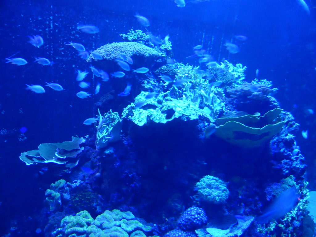 Coral and fish at the main aquarium at the Lisbon Oceanarium