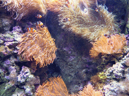 Clownfish and sea anemones at the underwater level of the Tropical Indian habitat at the Lisbon Oceanarium